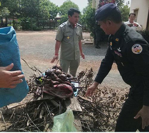 អង្គការវាយអេដស៍ចុះឆ្មក់ចាប់សាច់សត្វព្រៃក្នុងផ្សារសាមគ្គីក្រុងស្ទឹងត្រែងបានជាច្រើនគីឡូទៀតហើយនឹងបន្តទៅចាប់សាច់ស្វាឆ្អើក្នុងផ្ទះនឹងម្ចាស់ម្នាក់នៅអូពងមាន់