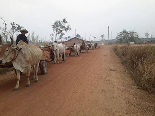 ក្រុមឈ្មួញឈើដុះស្លែជាច្រើននាក់នៅតែផ្គើនបទបញ្ជា របស់ លោក សរ ថាវី ដដែល